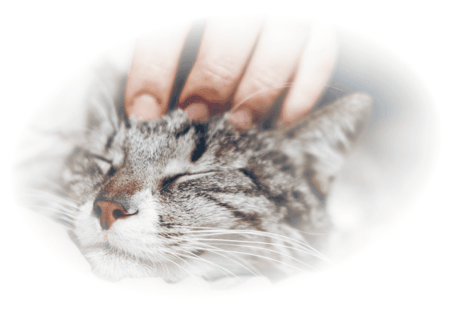 Patting a cat with faded background