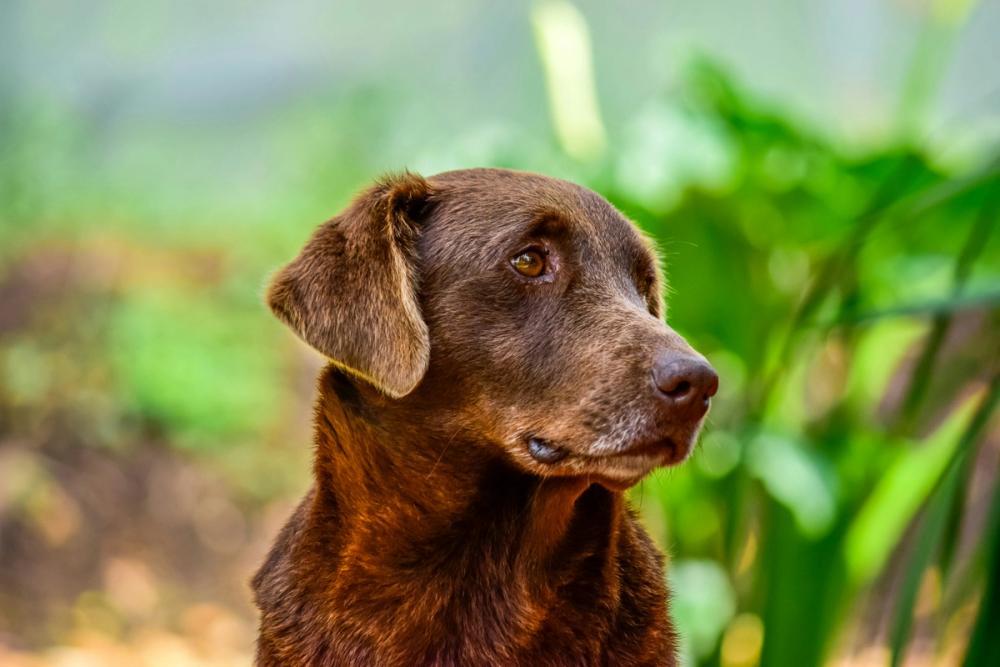 Cover Image for Identifying the Initial Signs of Cushing's Disease in Dogs