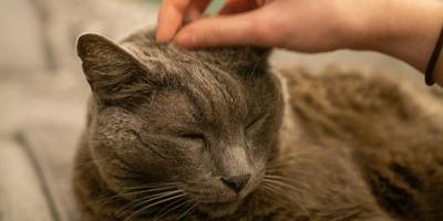 A person petting a cat and seems to be so comfortable.