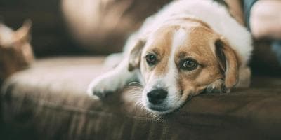 A dog, perched on a couch at home.