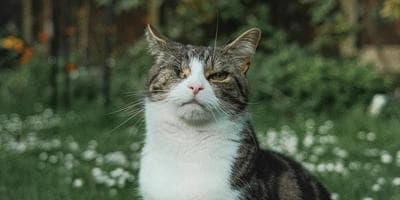 A cat standing on green grass.