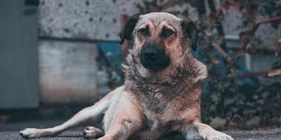 A dog resting in front of a building getting prone to viruses outdoors.