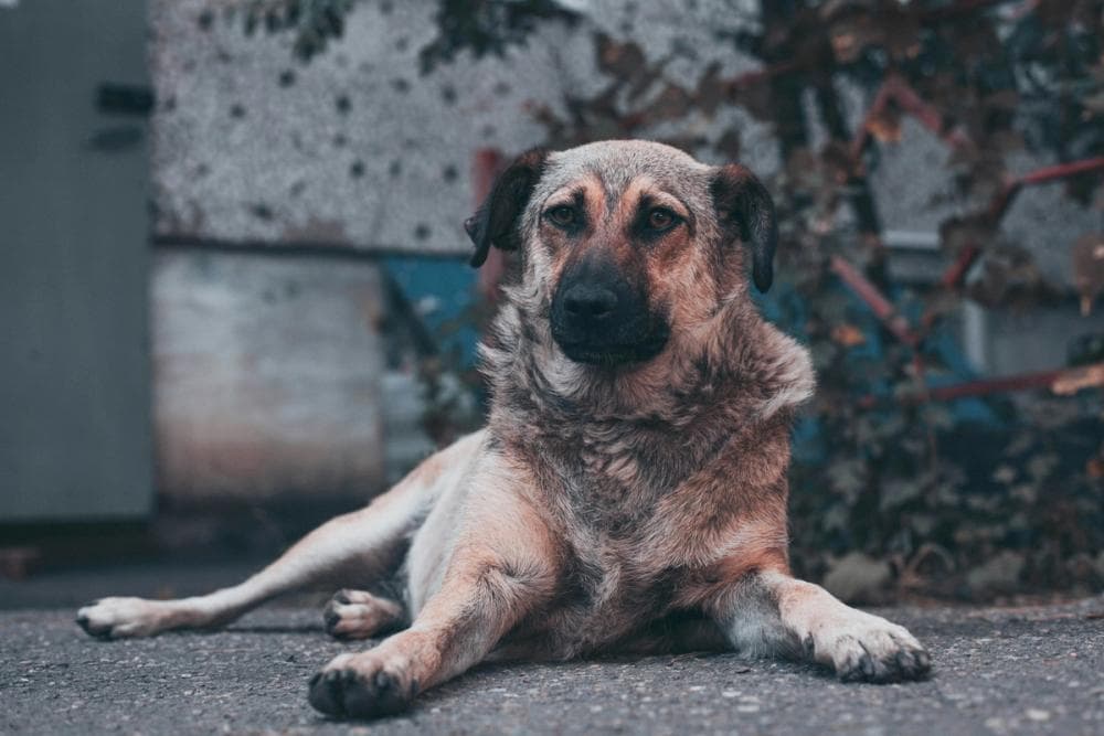 Cover Image for A Comprehensive Guide to Leptospirosis in Dogs