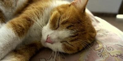 A cat, comfortably sleeping on a pillow.