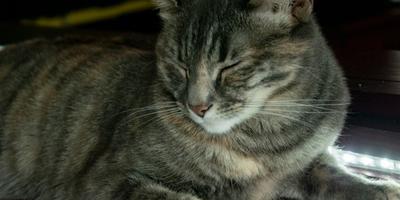 A senior cat lying on the floor with its eyes closed.