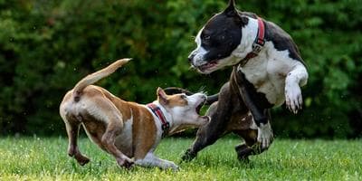 Two dogs are playing on the green grass.