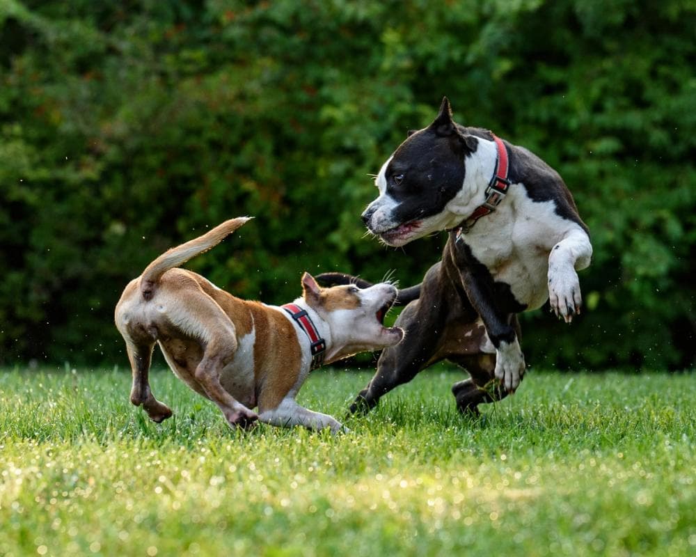 Cover Image for Discovering the Longest Living Dog Breeds