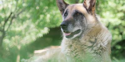 An old dog is lying on green grass and enjoying the good weather outside. 