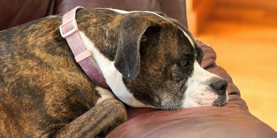 A dog perched on a couch, feeling uneasy.