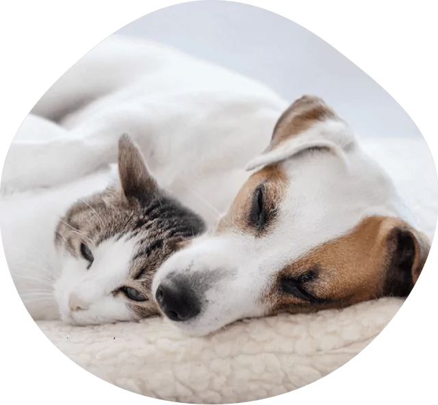 dog and cat napping