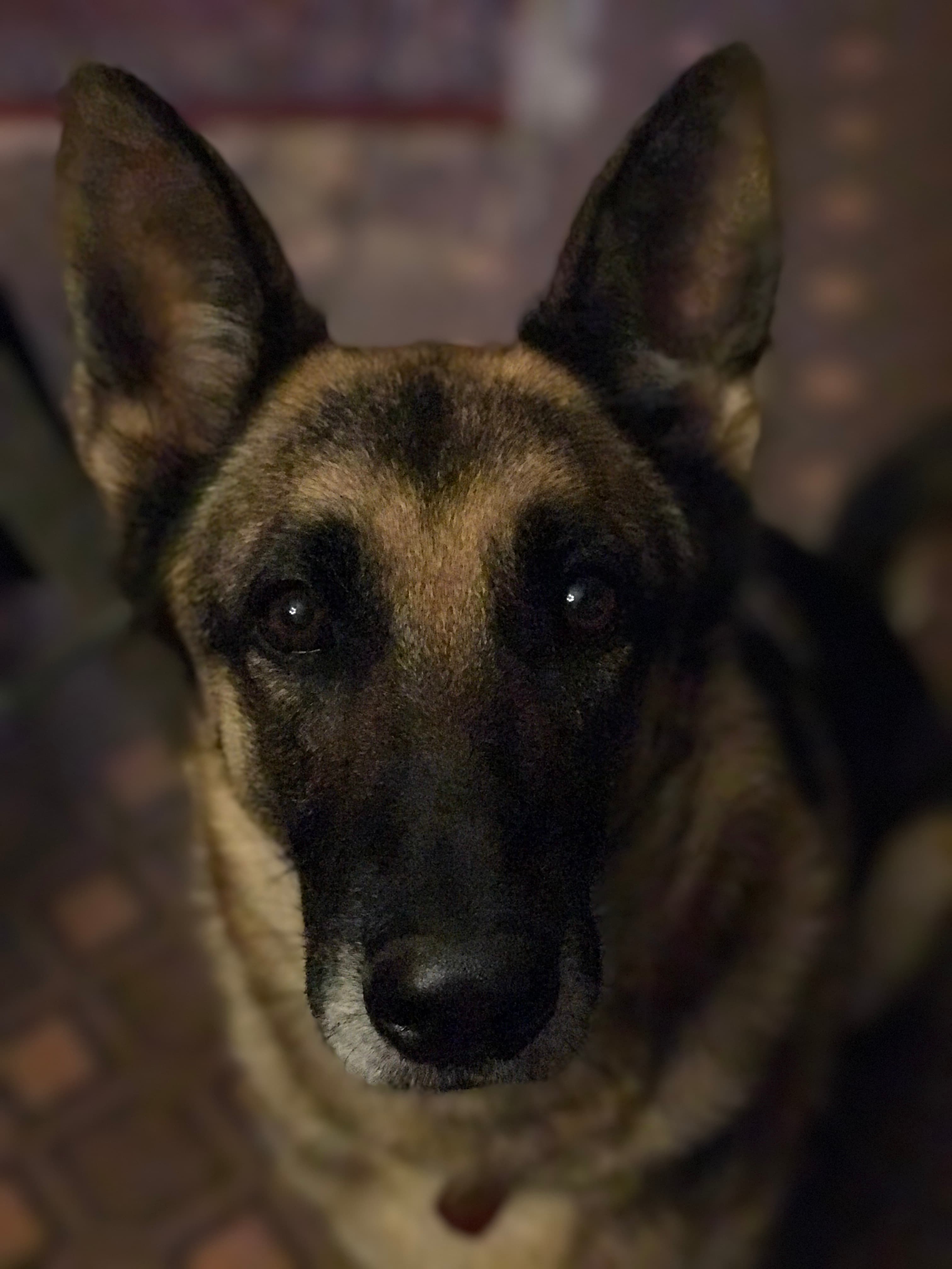 Memorial photo of Kloe