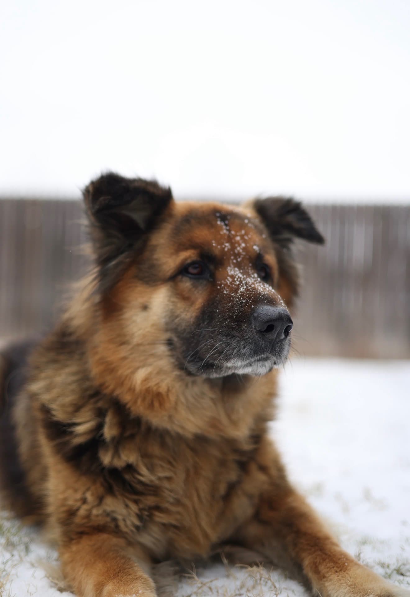 Memorial photo of Ranger