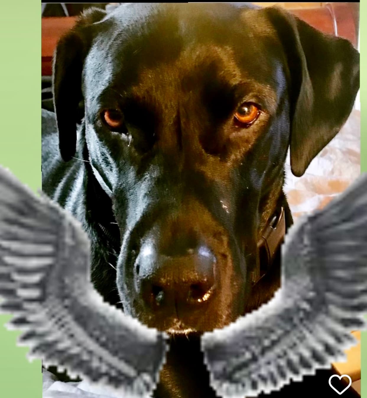 Review by Josie M.