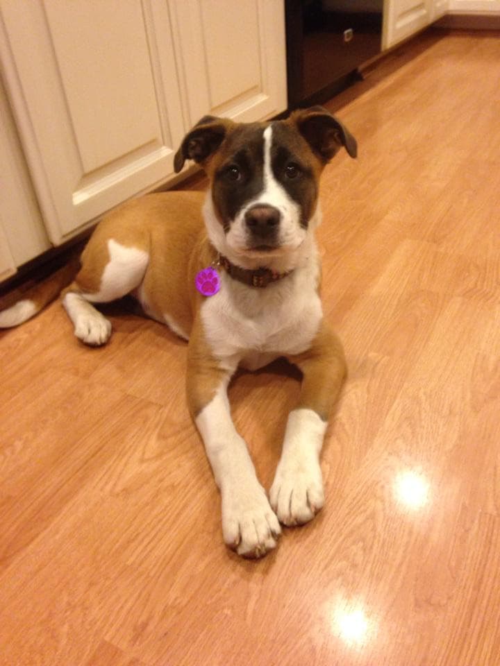 Memorial photo of Bella