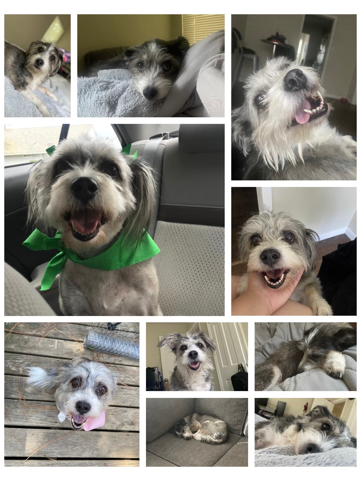 Memorial photo of Belle