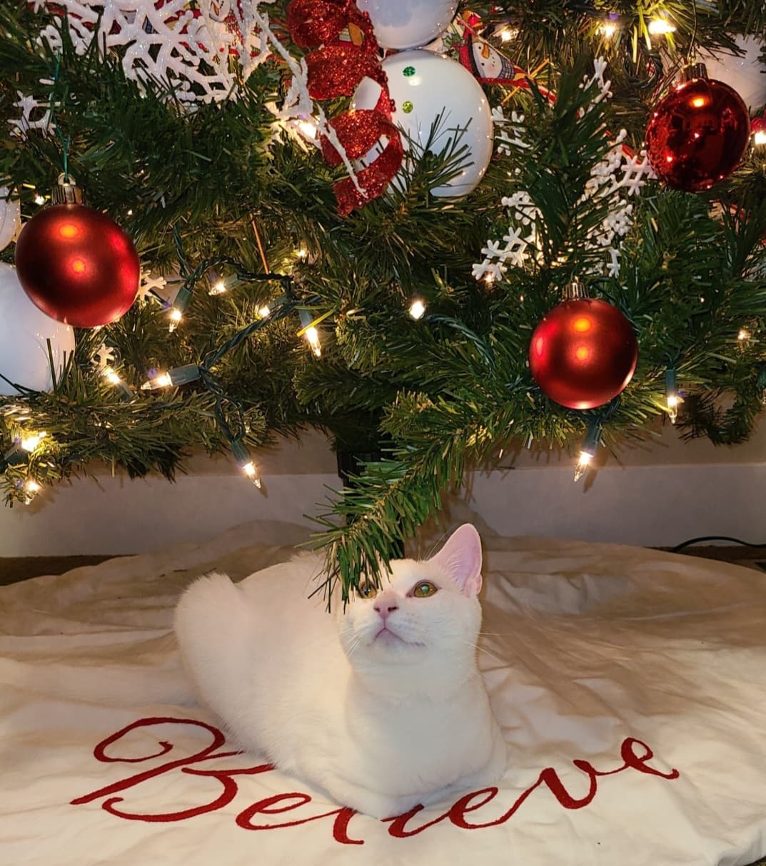Review by Tina W.