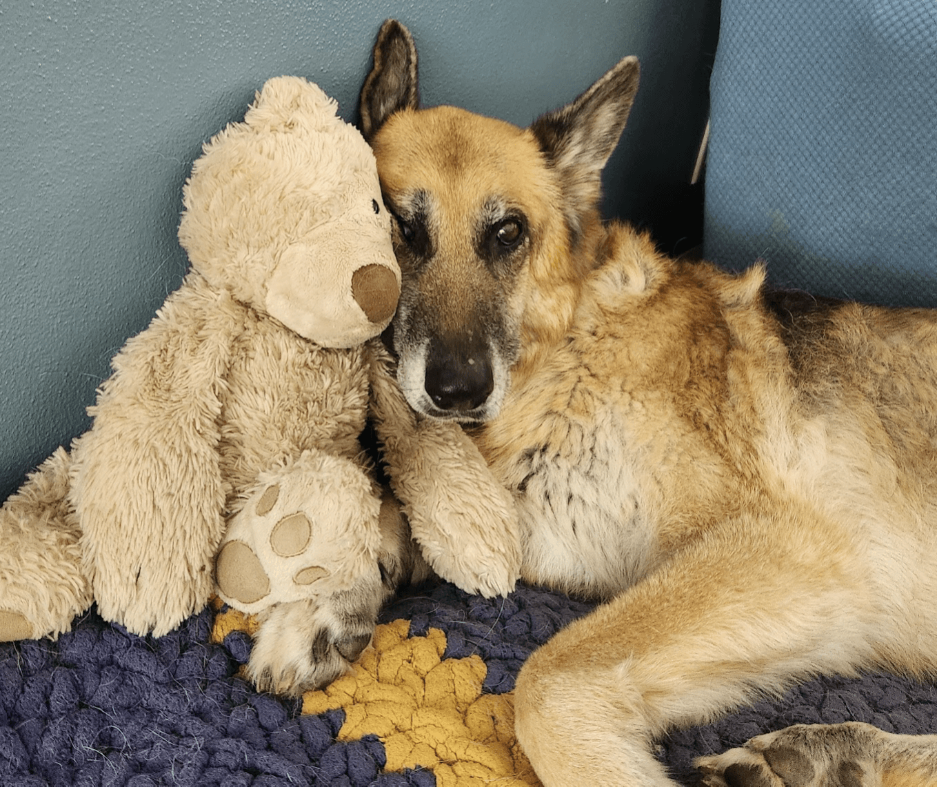 Memorial photo of Koda