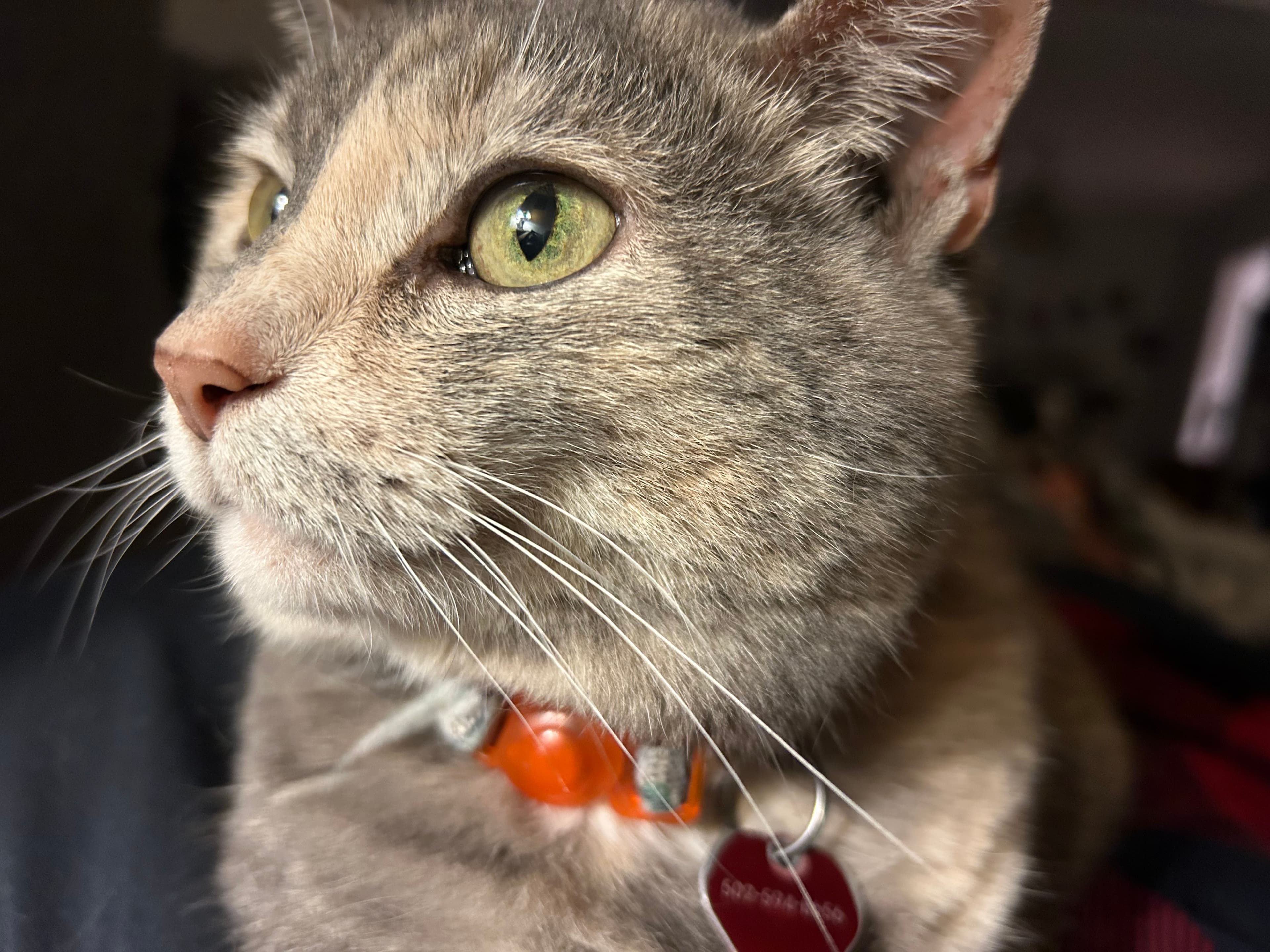 Memorial photo of Fancy