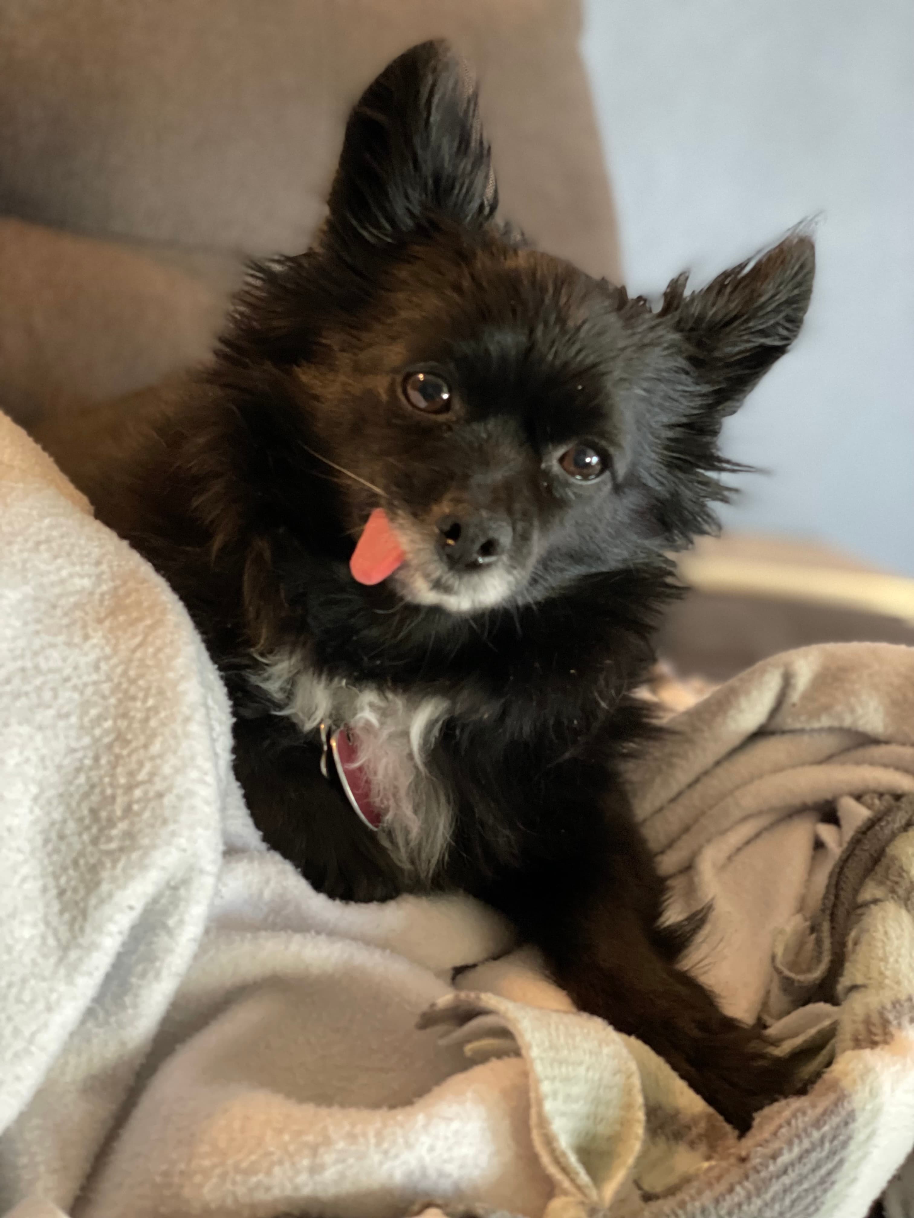 Memorial photo of Giblet