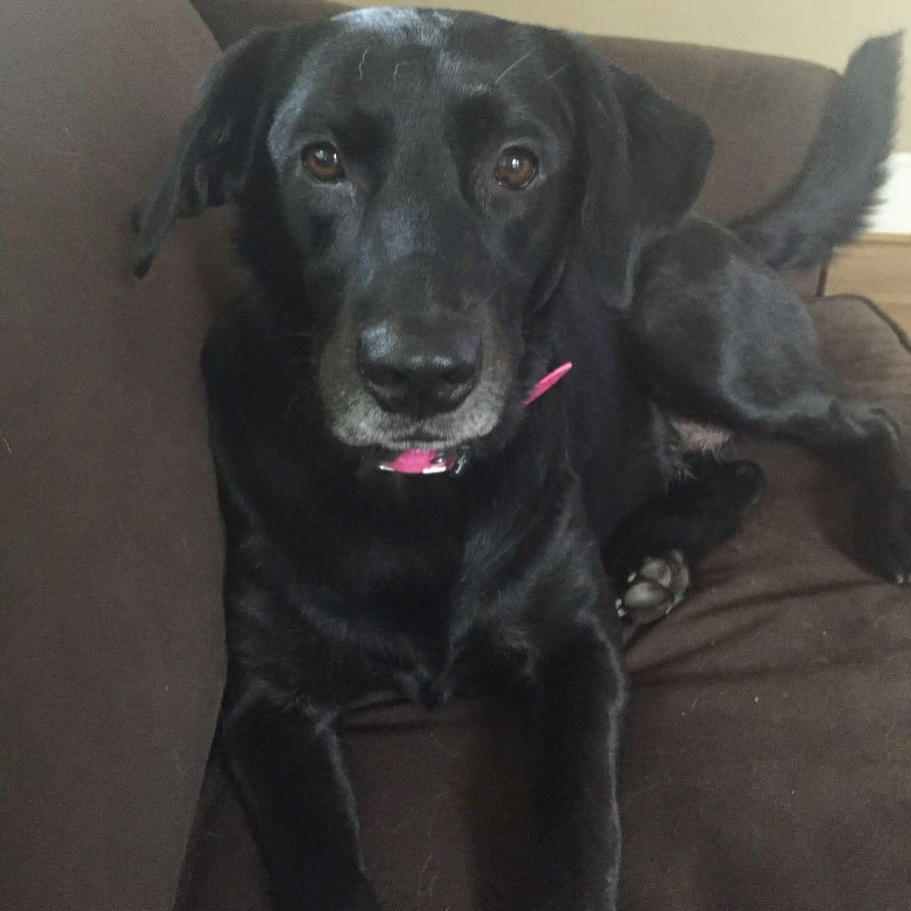 Memorial photo of Maddie