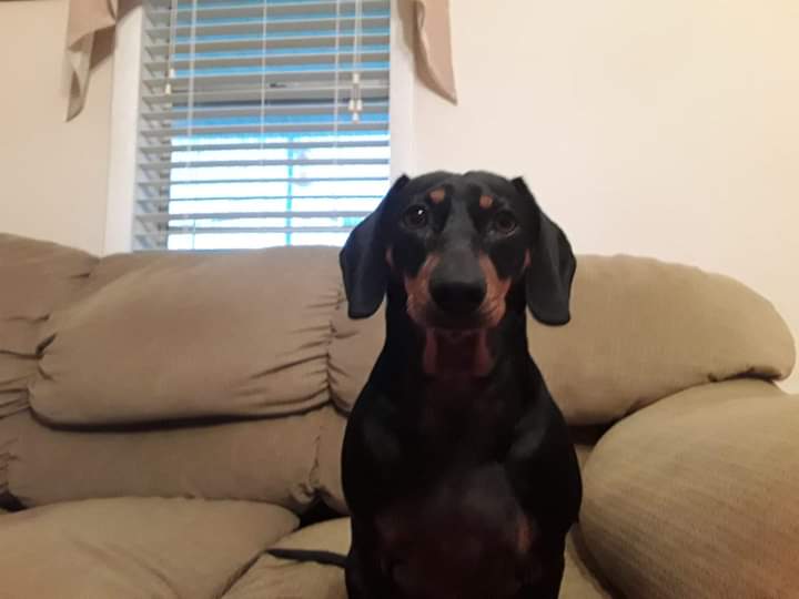 Memorial photo of Beloved Pet
