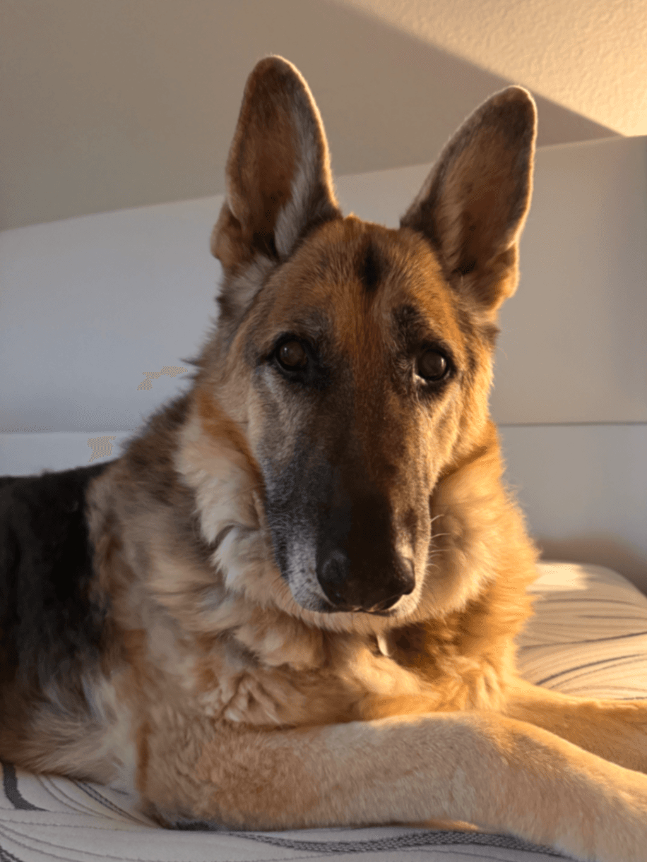 Memorial photo of Koda