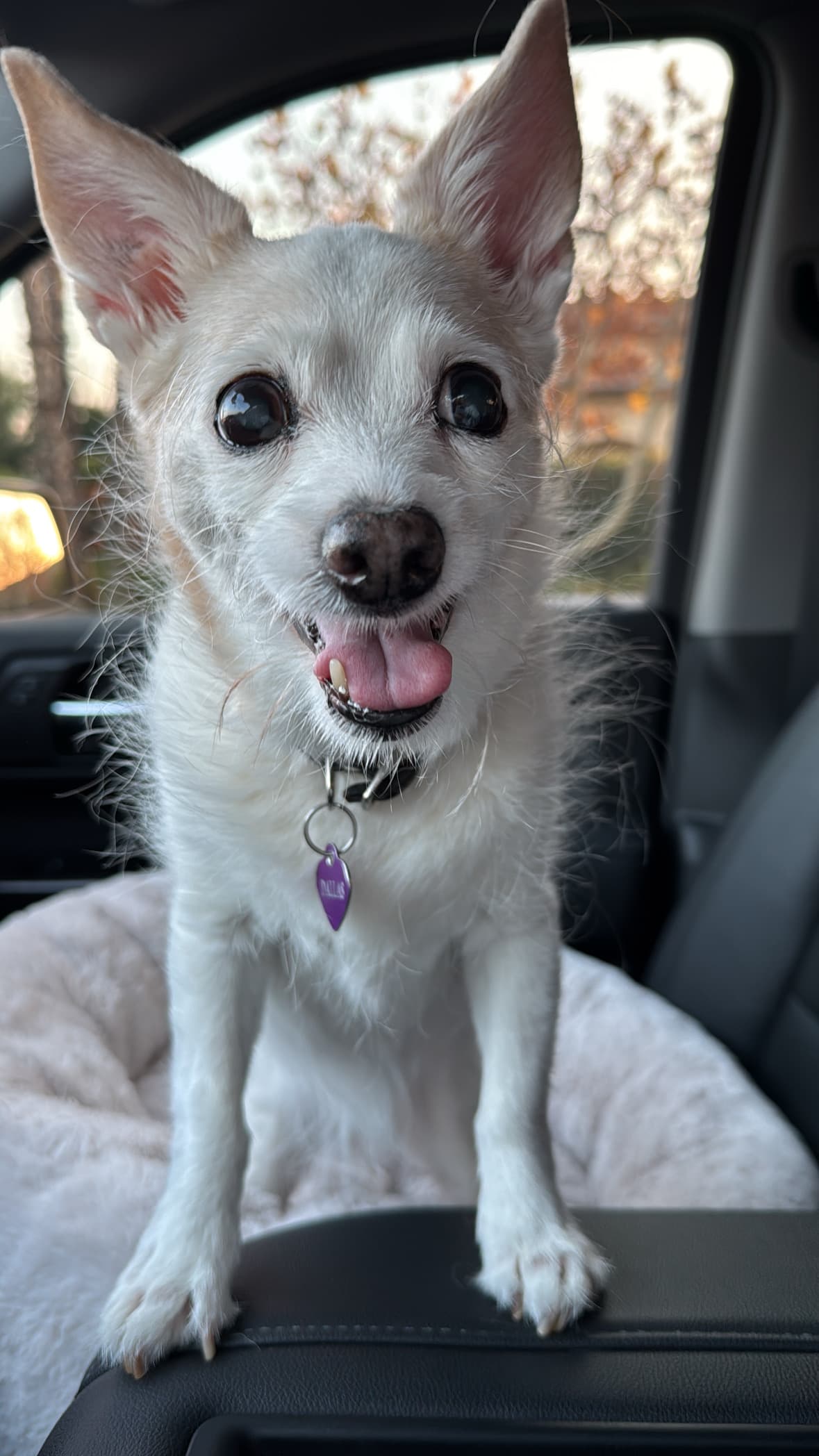 Memorial photo of Dallas