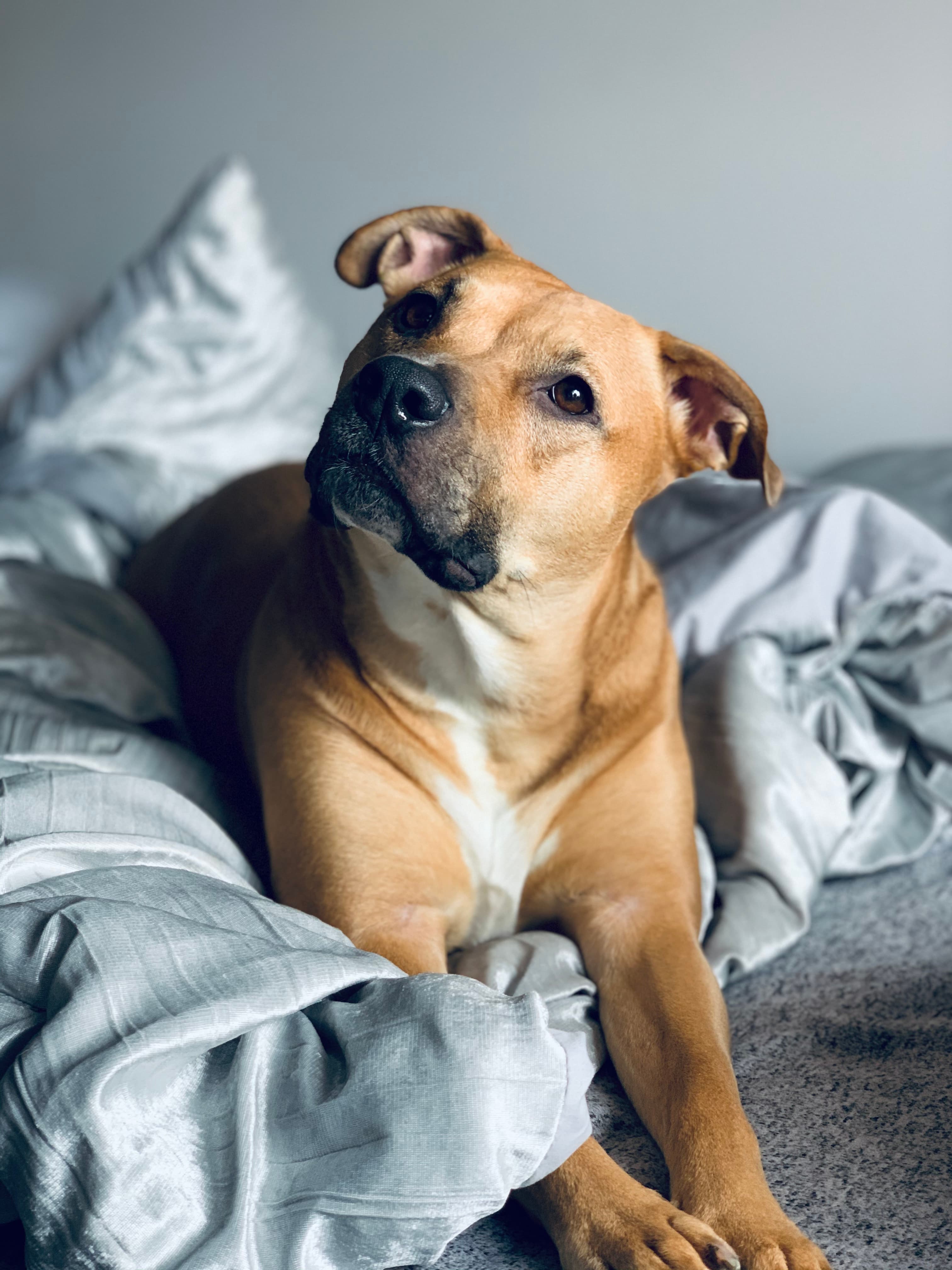 Memorial photo of Beloved Pet
